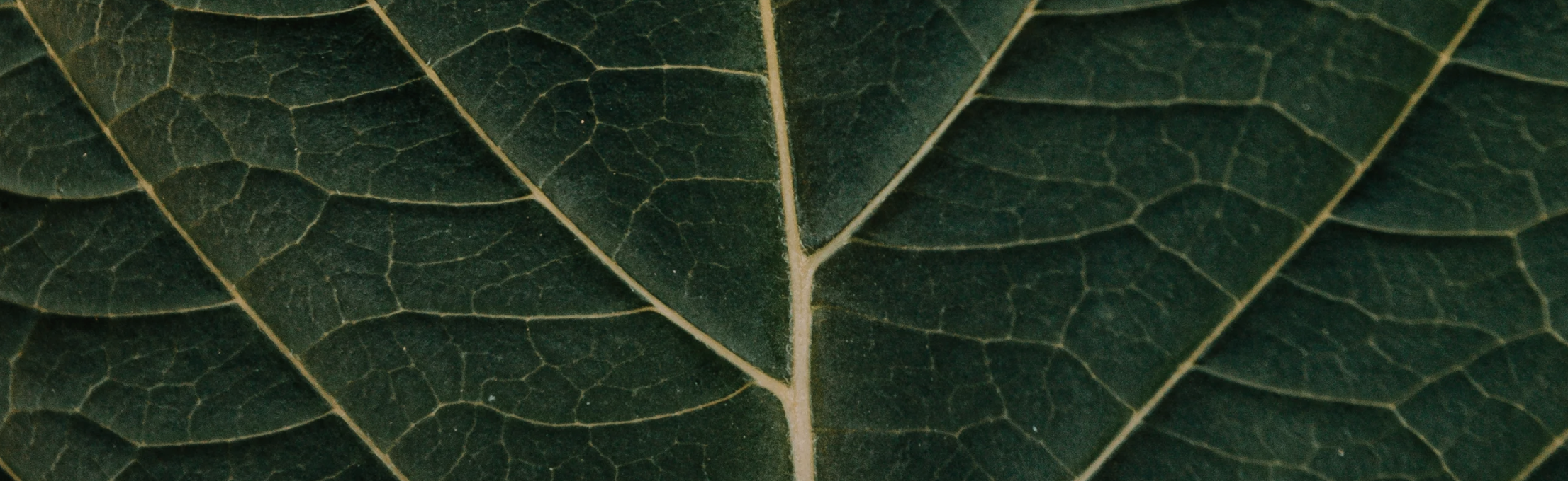 Del Mar Slimes hero image